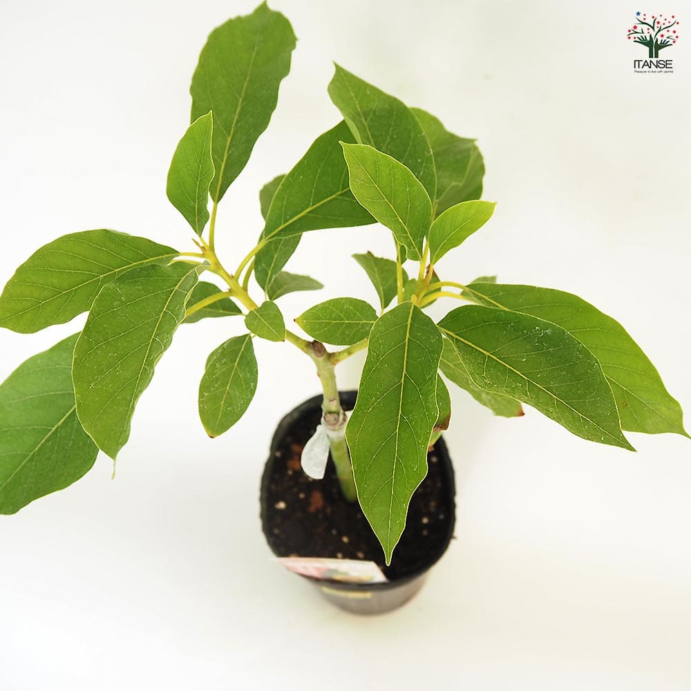 アボカド カビラミドリ 【果樹の苗木 4.5号／1個売り】｜ 【植物の