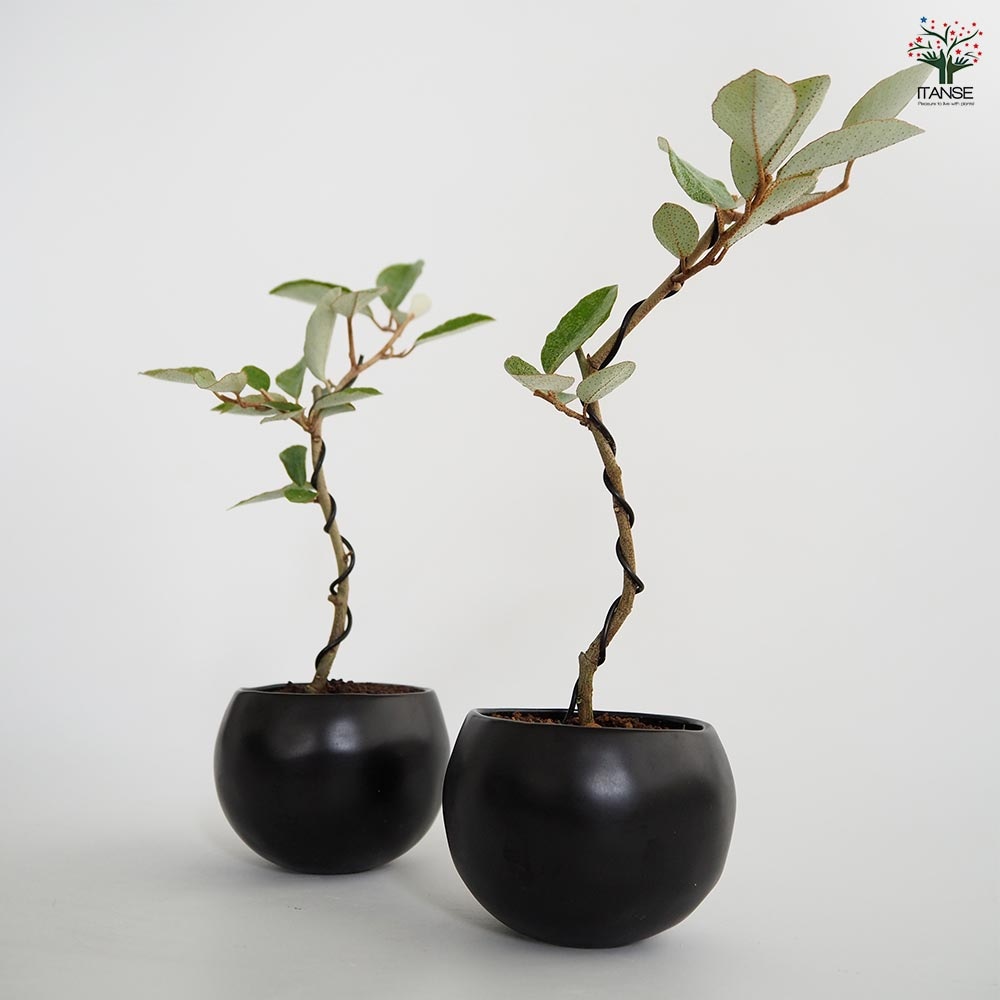 寒グミ 球体鉢(受皿付) 【盆栽 3.5号／1個売り】｜ 【植物の