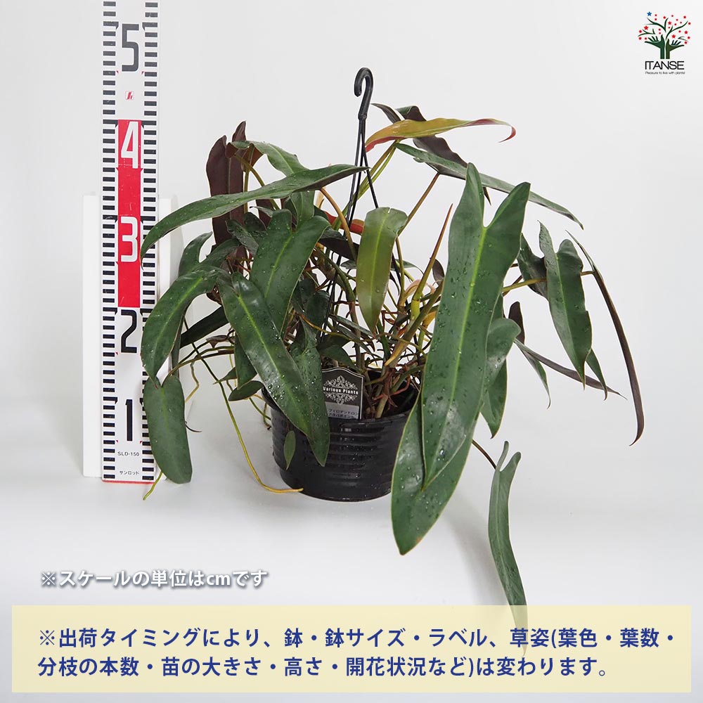 フィロデンドロン アタバポエンセ 【観葉植物 6号／1個売り】｜ 【植物