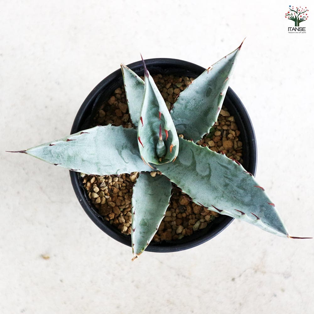 アガベ フレキシスピナ 【多肉植物 3.5号／1個売り】｜ 【植物の