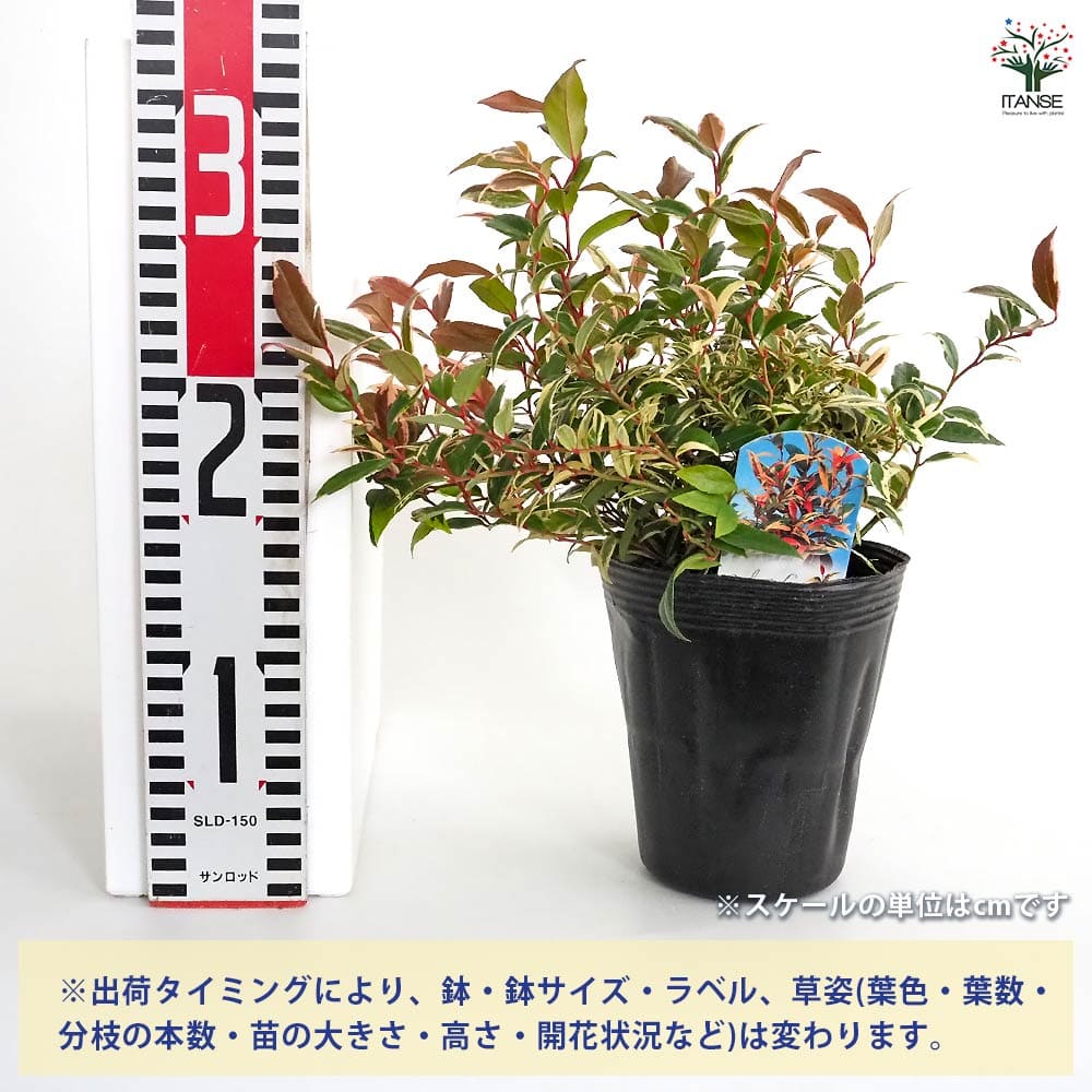 西洋岩南天 トリカラー 【花木苗 4号】｜ 【植物のITANSE】全品