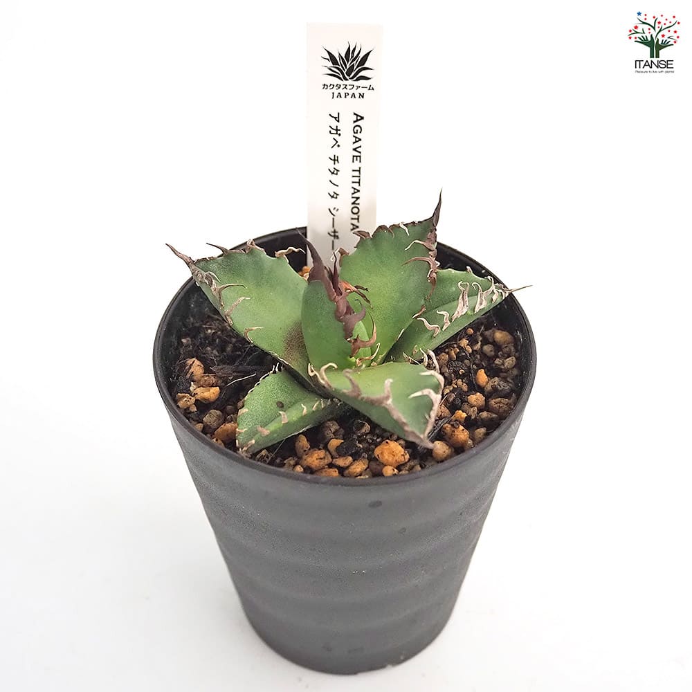アガベ シーザー 【観葉植物 3号】｜ 【植物のITANSE】全品送料