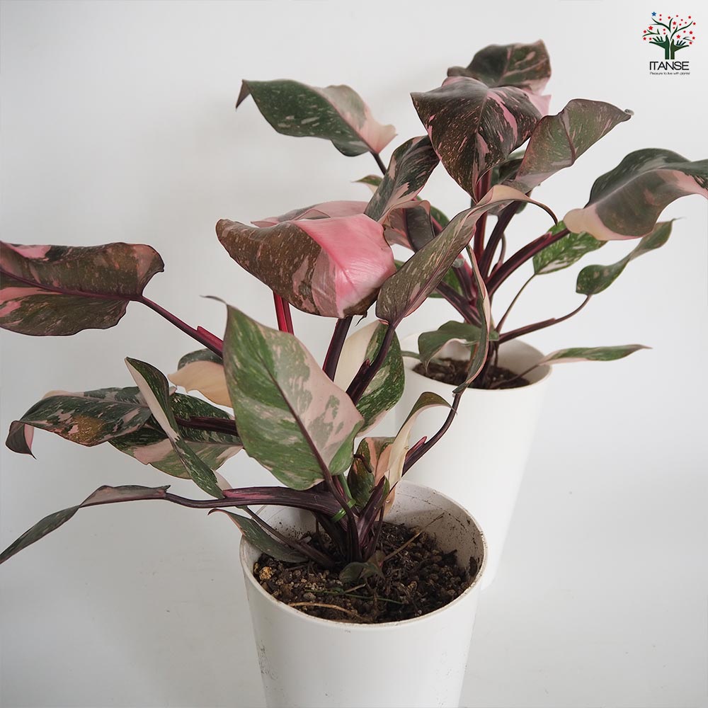 フィロデンドロン ピンクプリンセスギャラクシー 【観葉植物 6号／1個