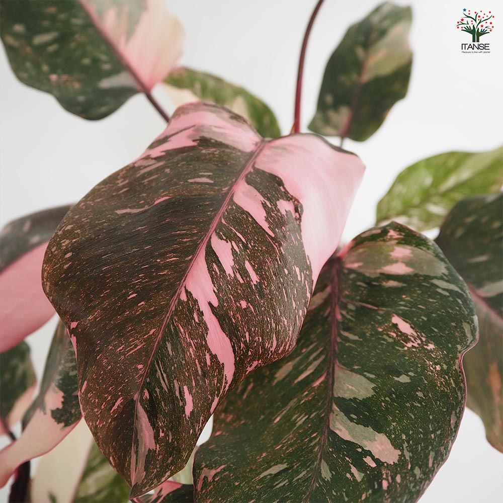 フィロデンドロン ピンクプリンセスギャラクシー 【観葉植物 6号／1個