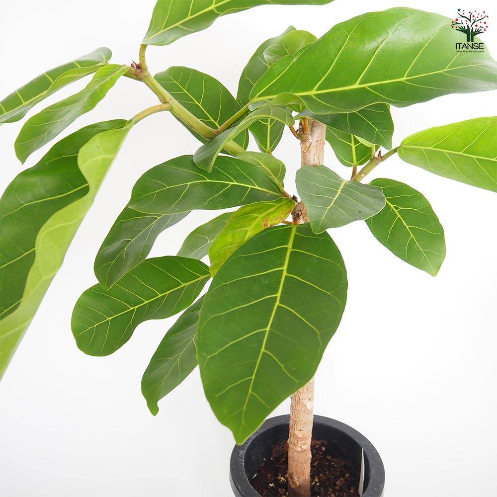 フィカス アフリカンプリンス 【観葉植物 7号／1個売り】｜ 【植物の