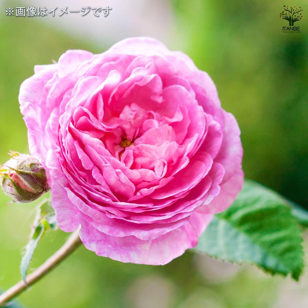 薔薇 ロサ ケンティフォリア 接木苗【花苗 4号／1個売り】｜ 【植物の