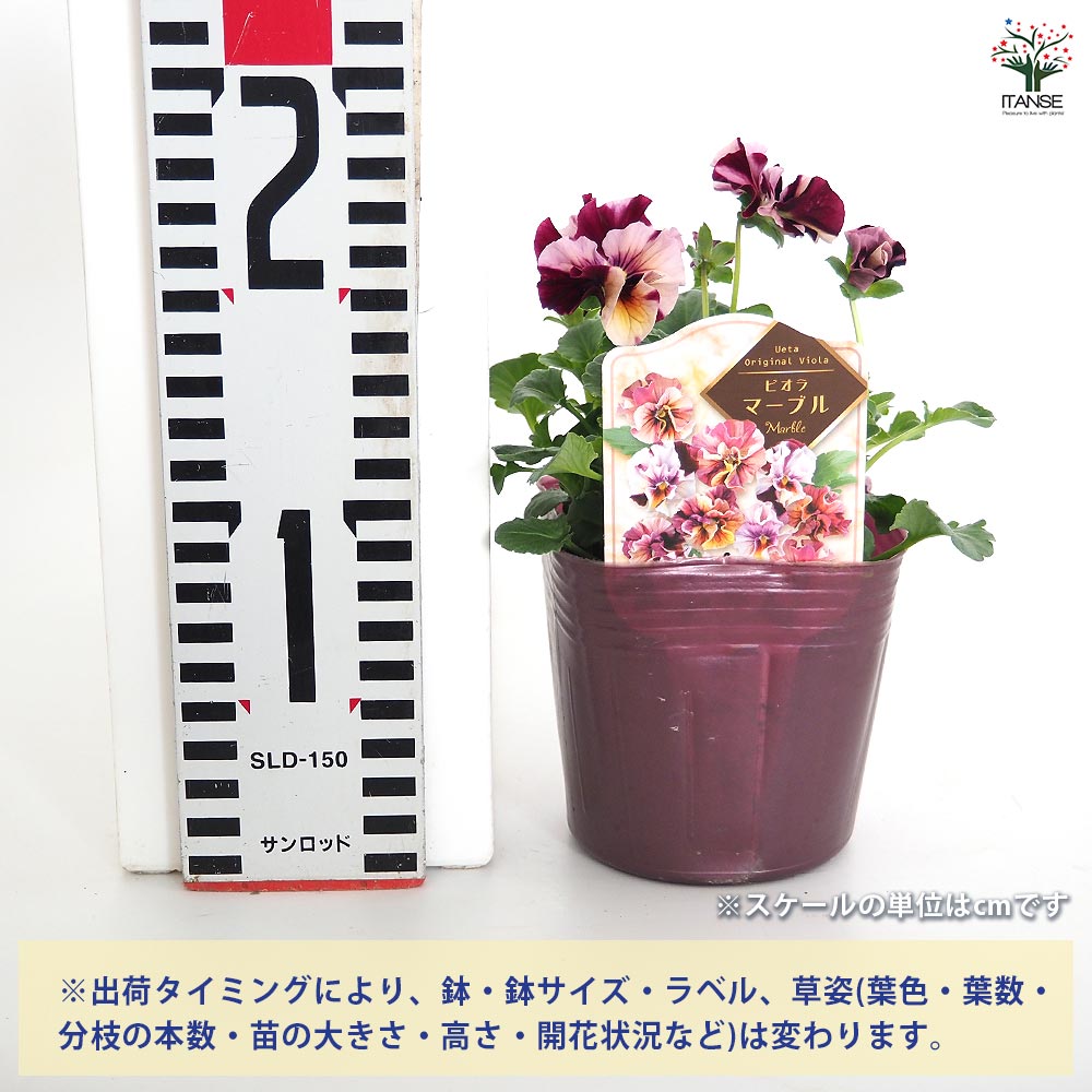 うえたコレクション パンジー・ビオラ マーブル2個～ 【花苗 3.5号