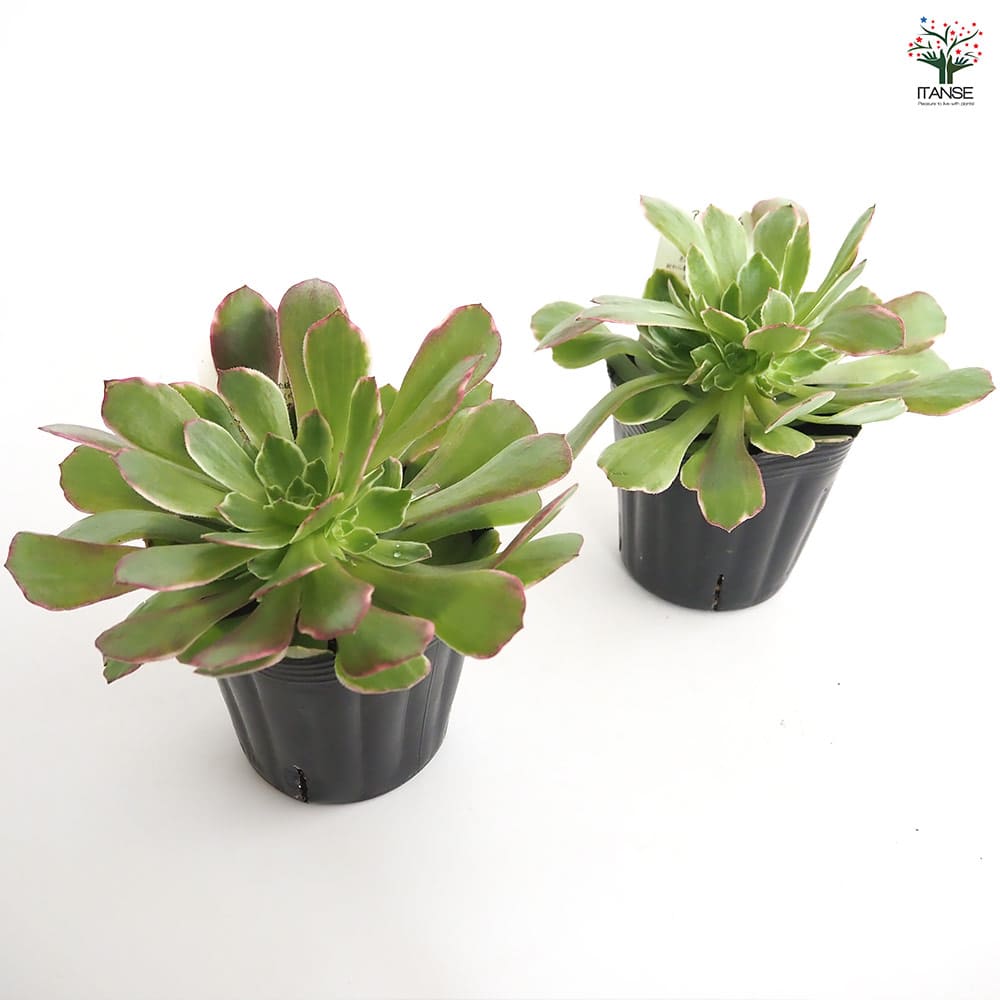 アエオニウム ハロウィン錦 【多肉植物 3～3.5号】｜ 【植物の