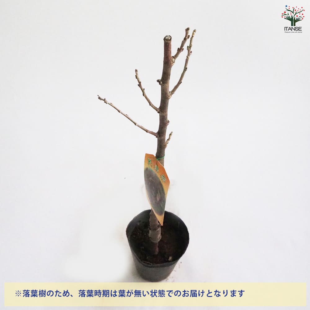 栗の苗木 天津甘栗 【果樹の苗木 4号／1個売り】｜ 【植物の