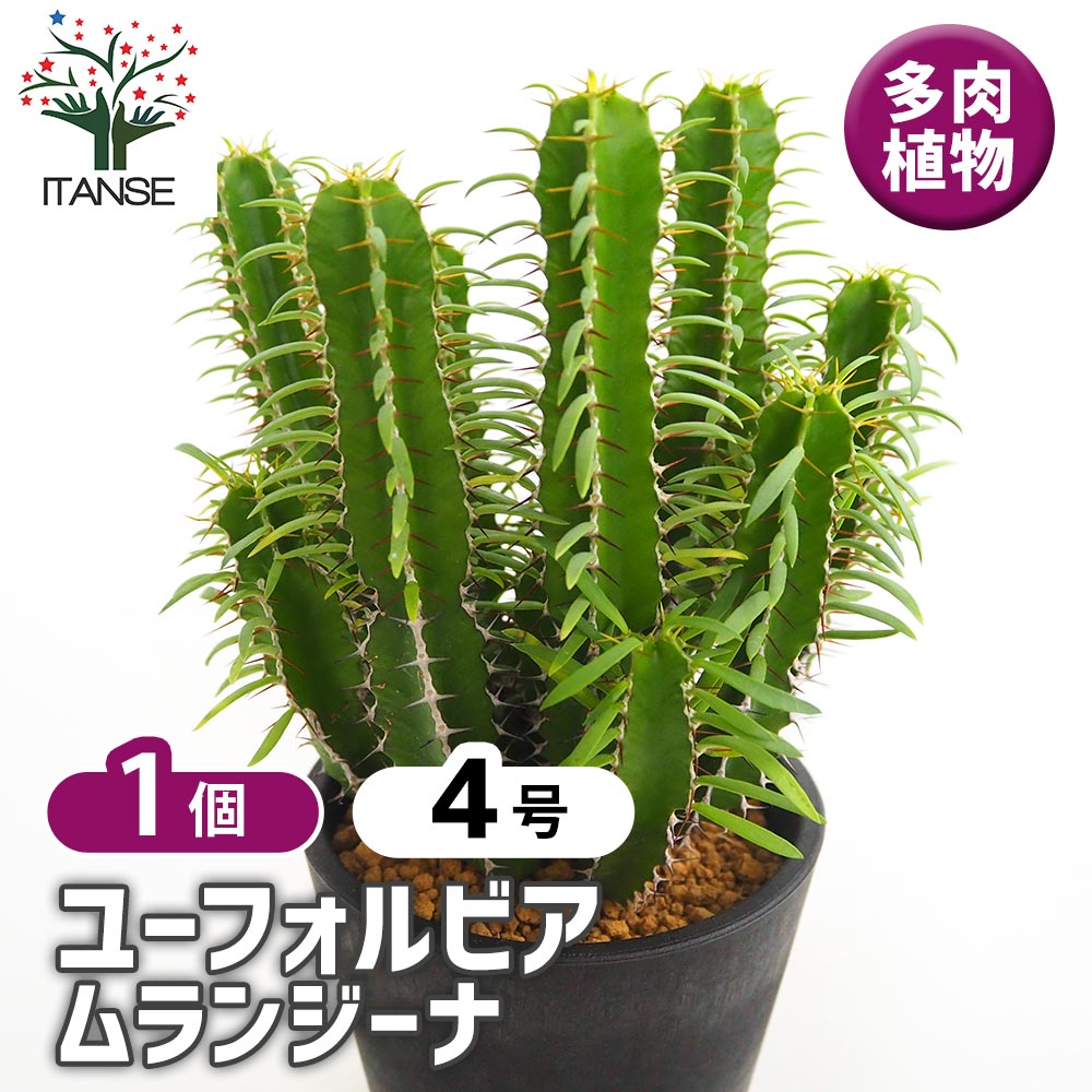 ユーフォルビア ムランジーナ 【多肉植物 4号／1個売り】｜ 【植物の