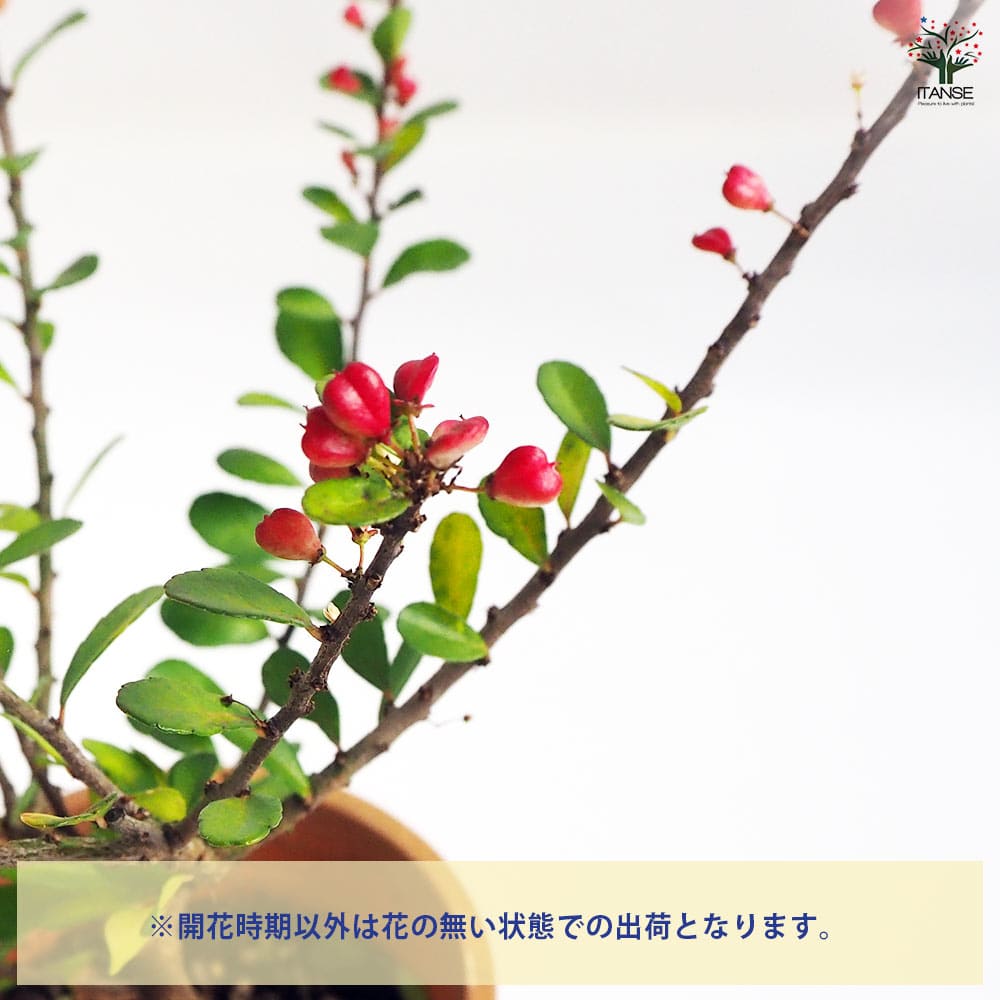 ハリツルマサキ 【花木苗 4号鉢】｜ 【植物のITANSE】全品送料