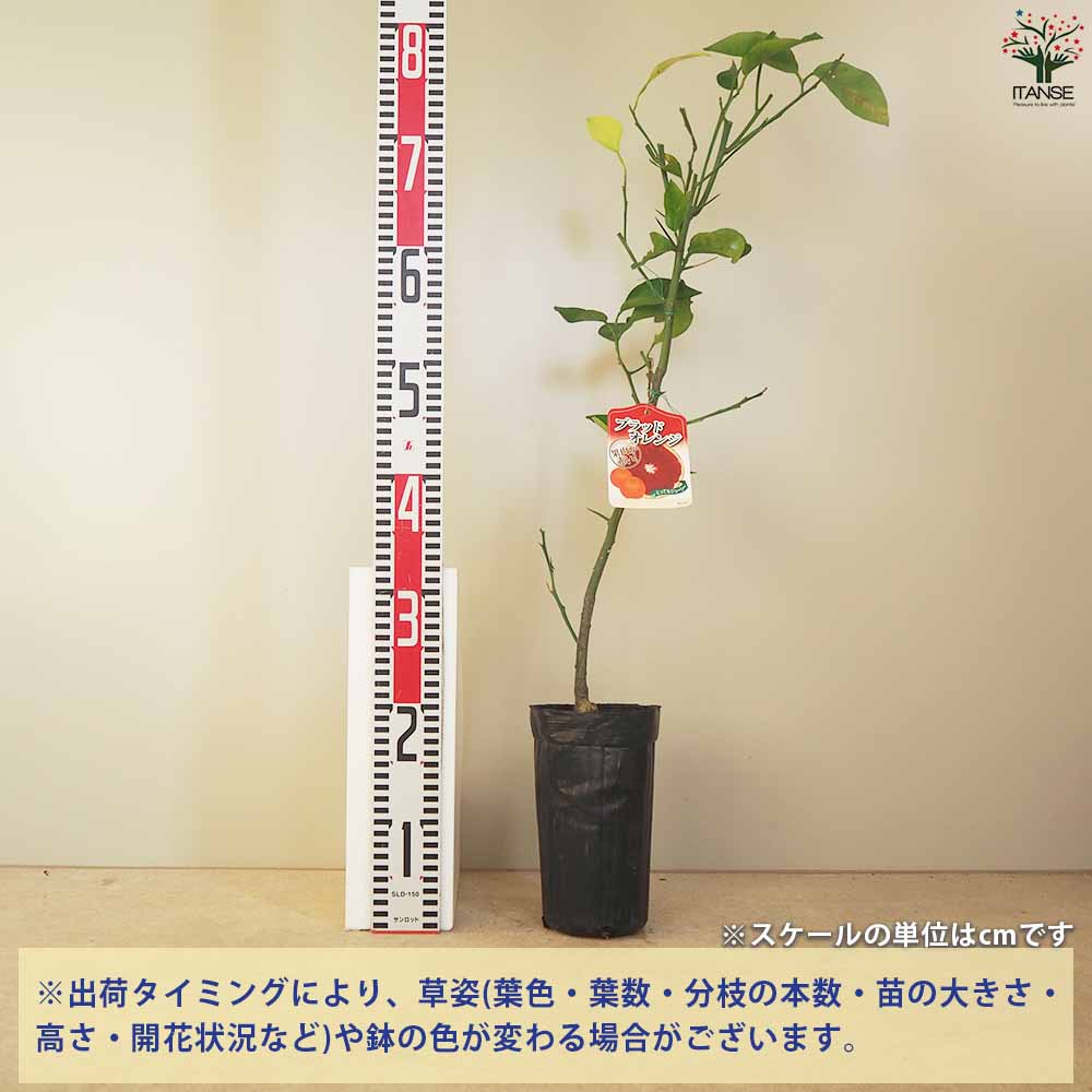 ブラッド オレンジ(希少品種 柑橘苗)」【果樹接木苗12～15cmポット大苗