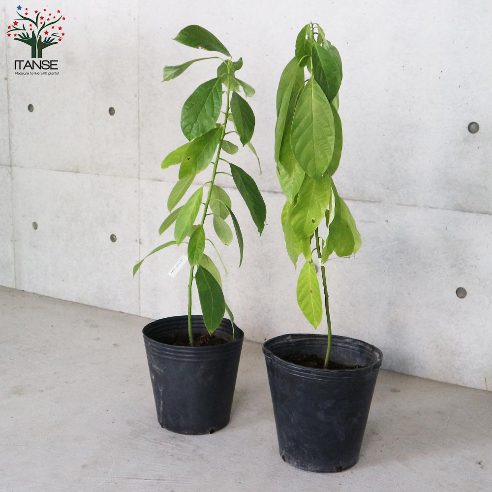 アボカドの苗 品種：Booth7(ボスセブン) 【果樹の苗木 8号ポット大苗