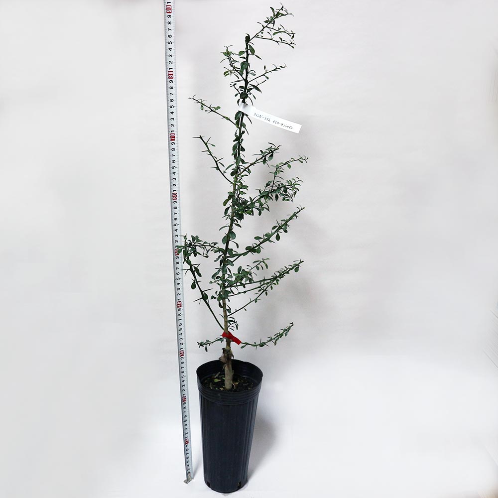 フィンガーライム サンシャインイエローの大苗(品種物 数量限定)【12cm