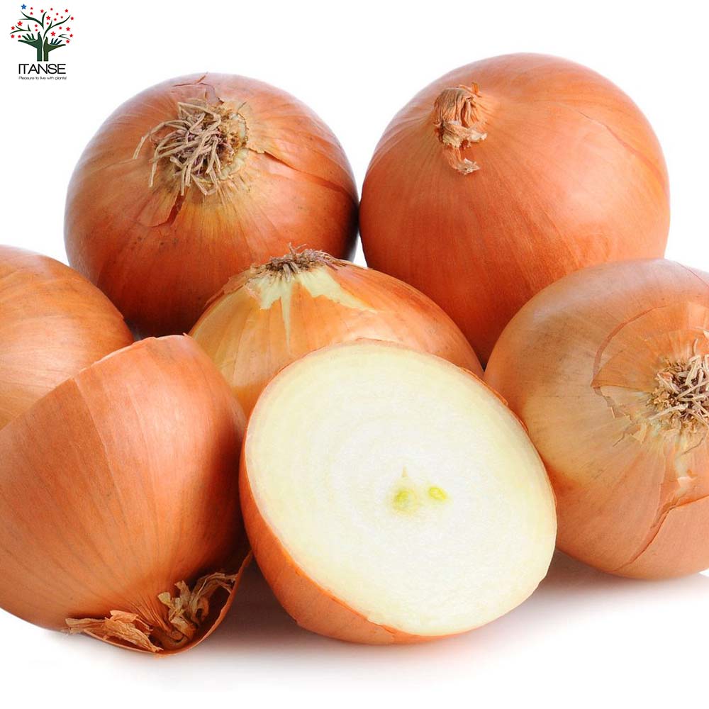 玉ねぎ抜き苗 品種：もみじ3号(晩生) 【野菜の苗 約50本／束