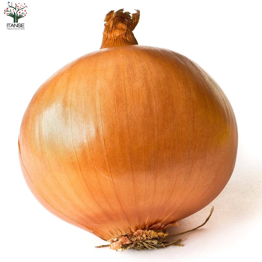 玉ねぎ抜き苗 品種：もみじ3号(晩生) 【野菜の苗 約50本／束