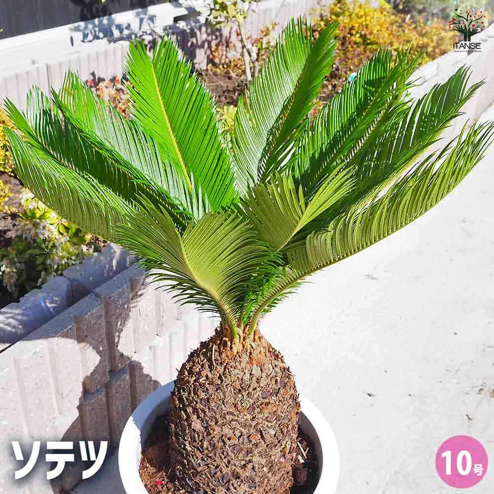 ソテツ 【観葉植物 10号／1個売り】｜ 【植物のITANSE】全品送料