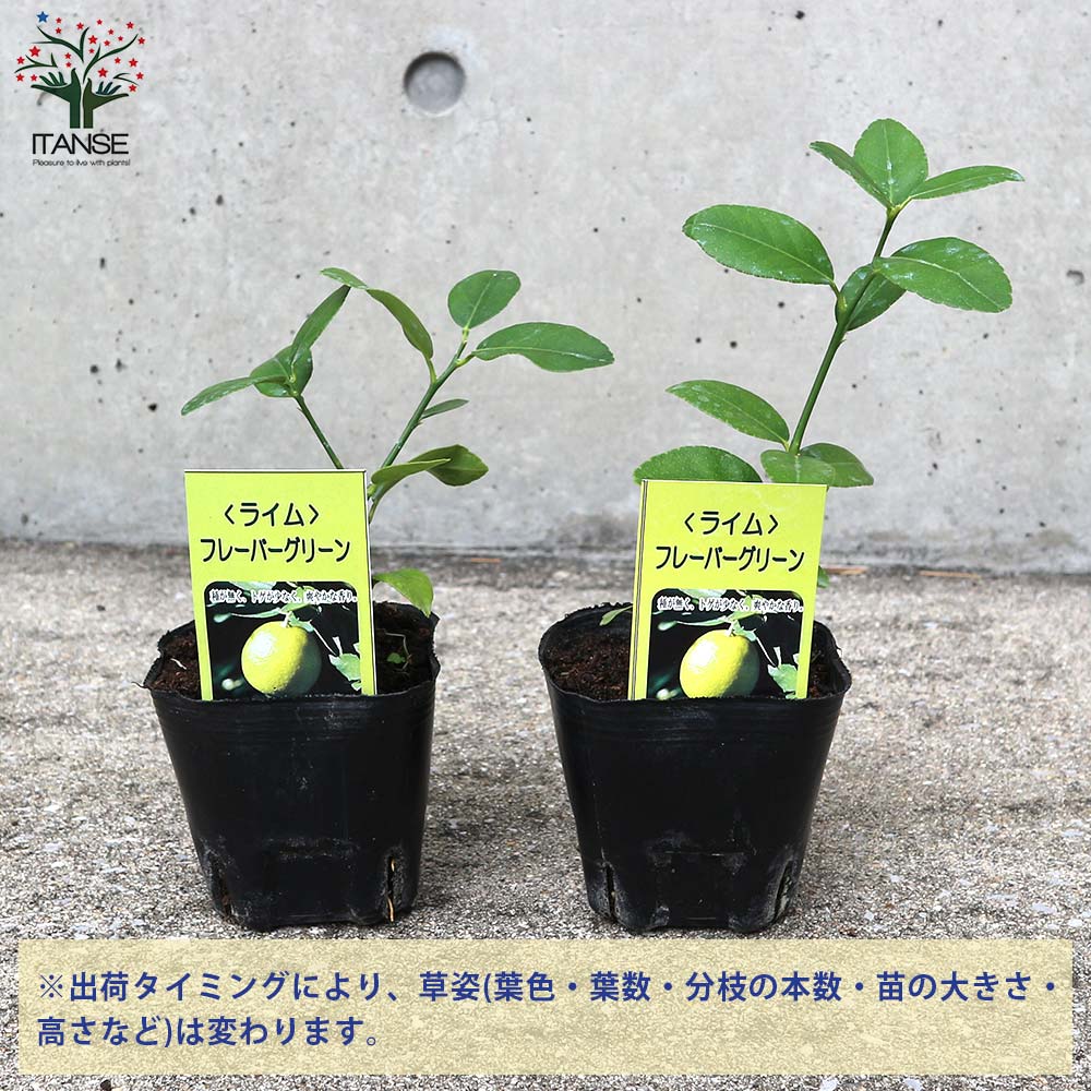 ライム フレーバーグリーン 【果樹の苗 9cmポット／2個セット