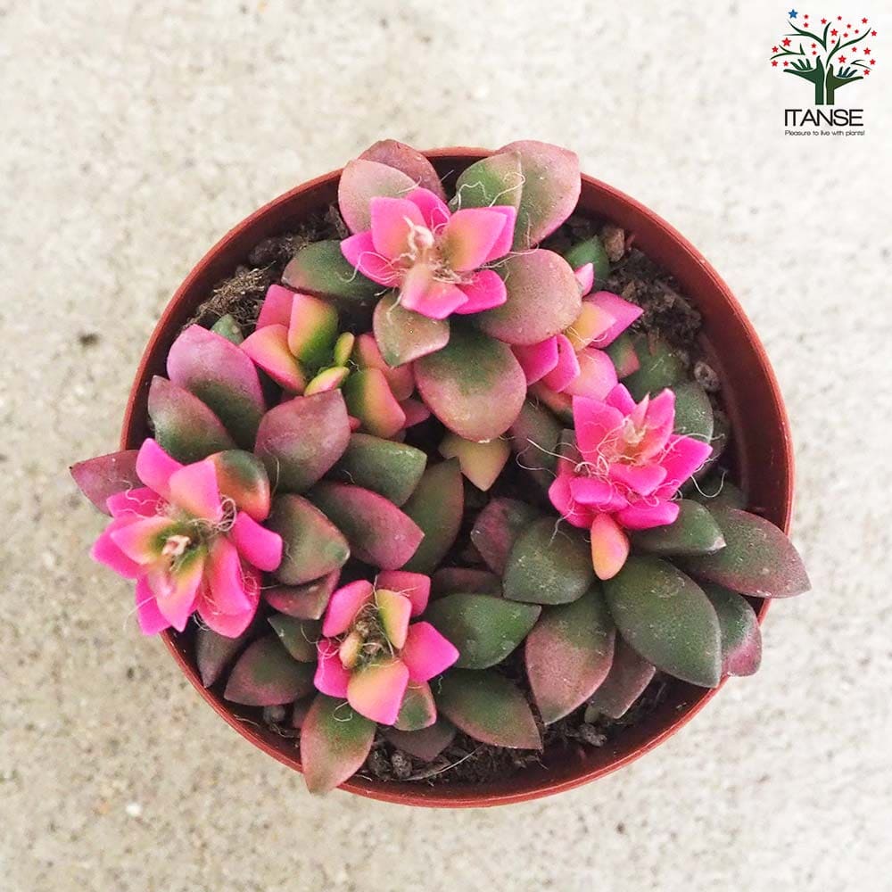 多肉植物 桜吹雪【多肉植物 2.5号】｜ 【植物のITANSE】全品送料