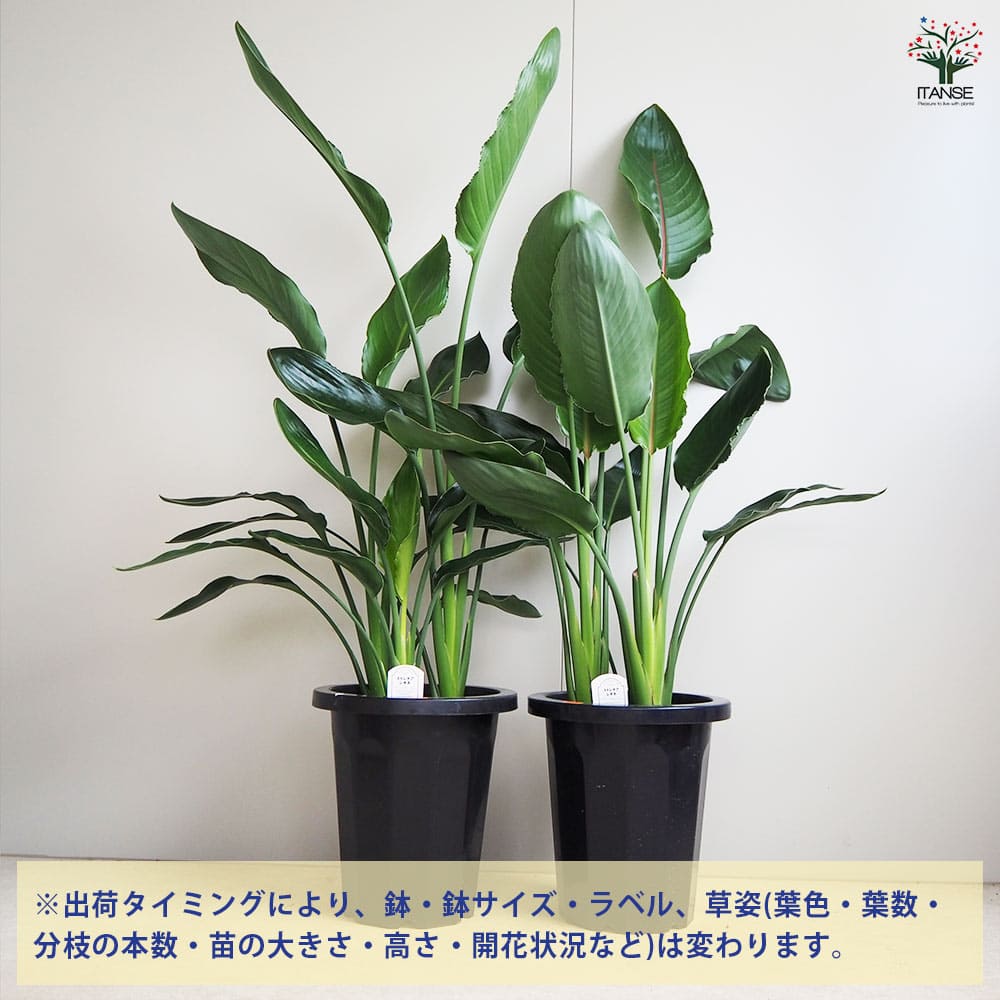 ストレリチア レギネ(極楽鳥花) 【観葉植物 8号鉢／1個売り】｜ 【植物