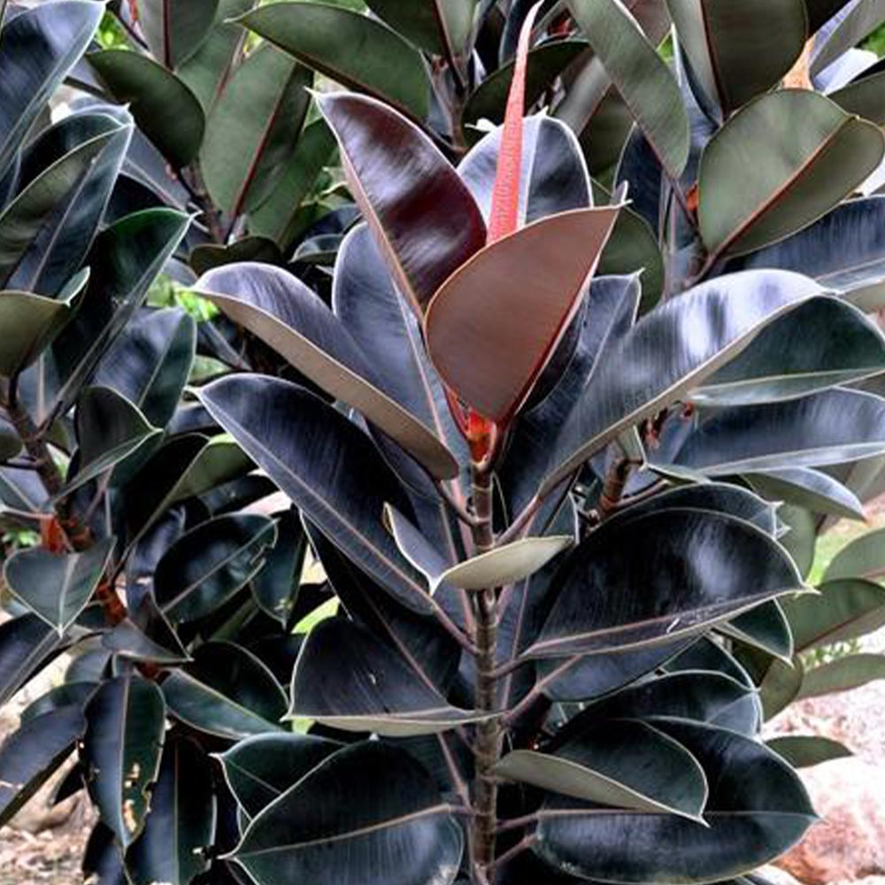 黒ゴムの木(フィカス・バーガンディ) 1本立ち7号プラスチック鉢【大型