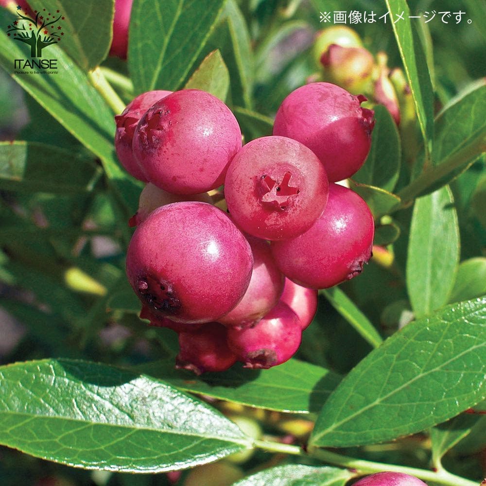 ブルーベリーの苗木 ピンクレモネード 【果樹の苗木 6号鉢 2年生