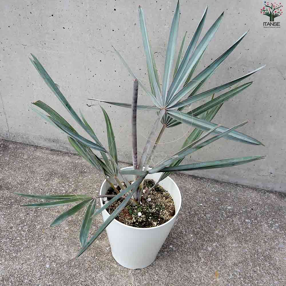 ビスマルキア ノビリス シルバー【観葉植物 7号／1個売り】｜ 【植物の