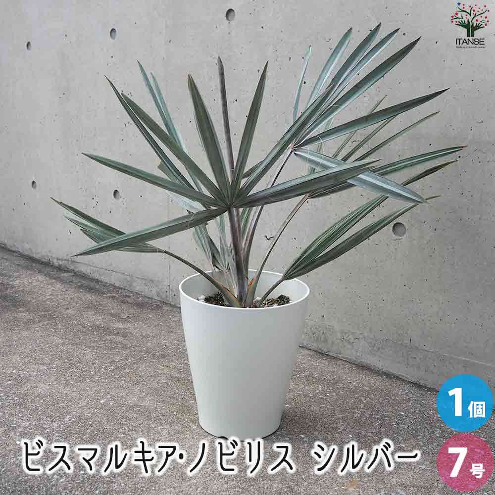 ビスマルキア ノビリス シルバー【観葉植物 7号／1個売り】｜ 【植物の