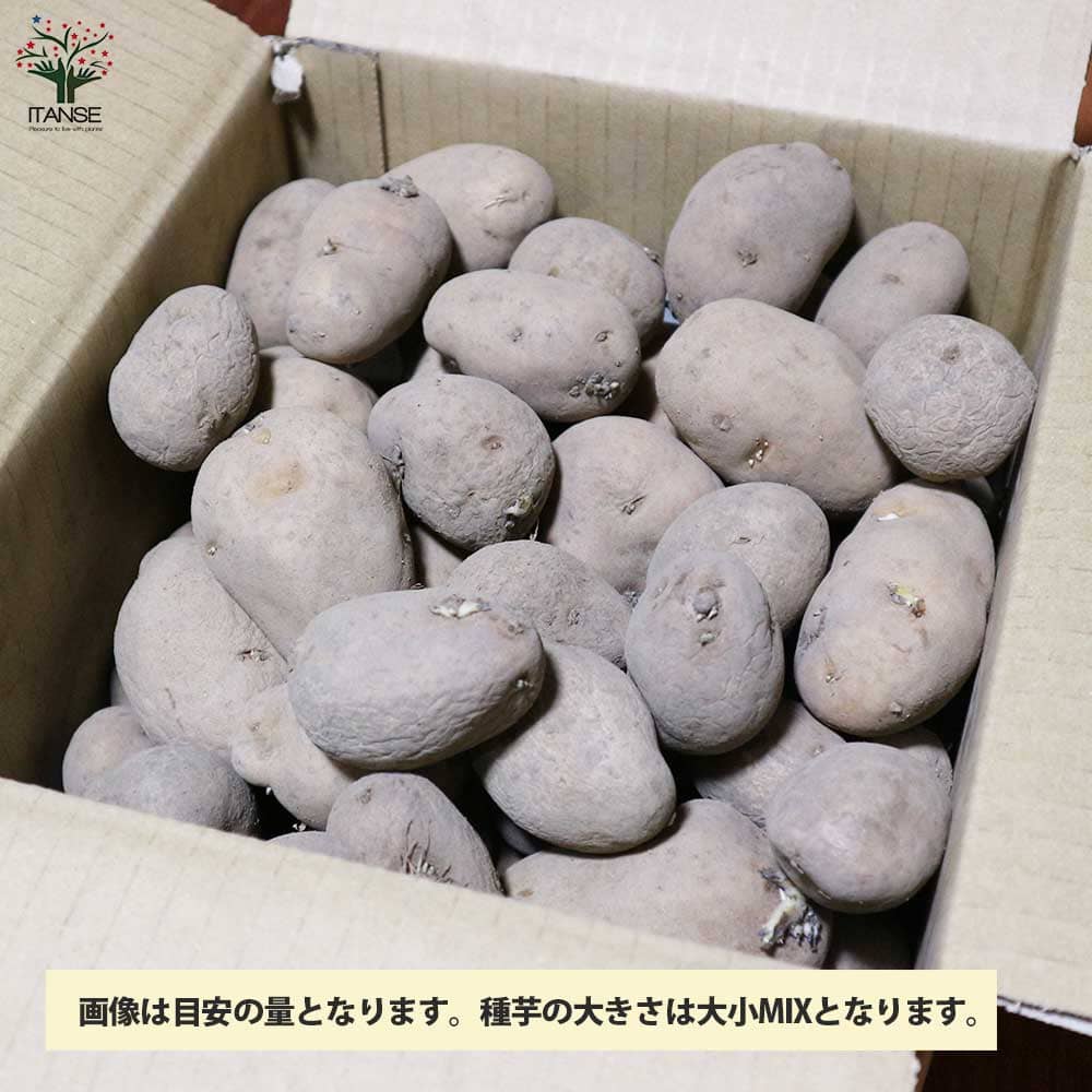じゃがいもの種芋 品種:インカのめざめ【野菜種芋】｜ 【植物の
