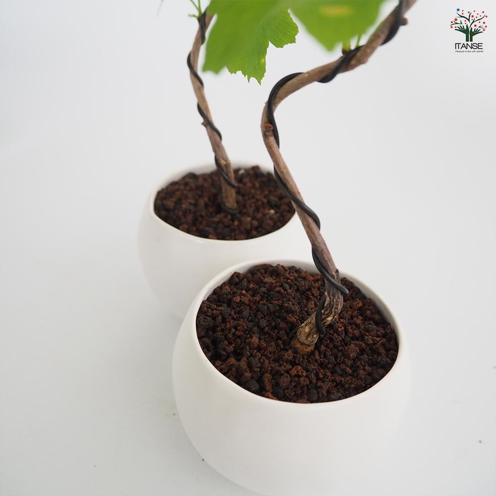 イチョウ 球体鉢(受皿付) 【盆栽 3.5号／1個売り】｜ 【植物の