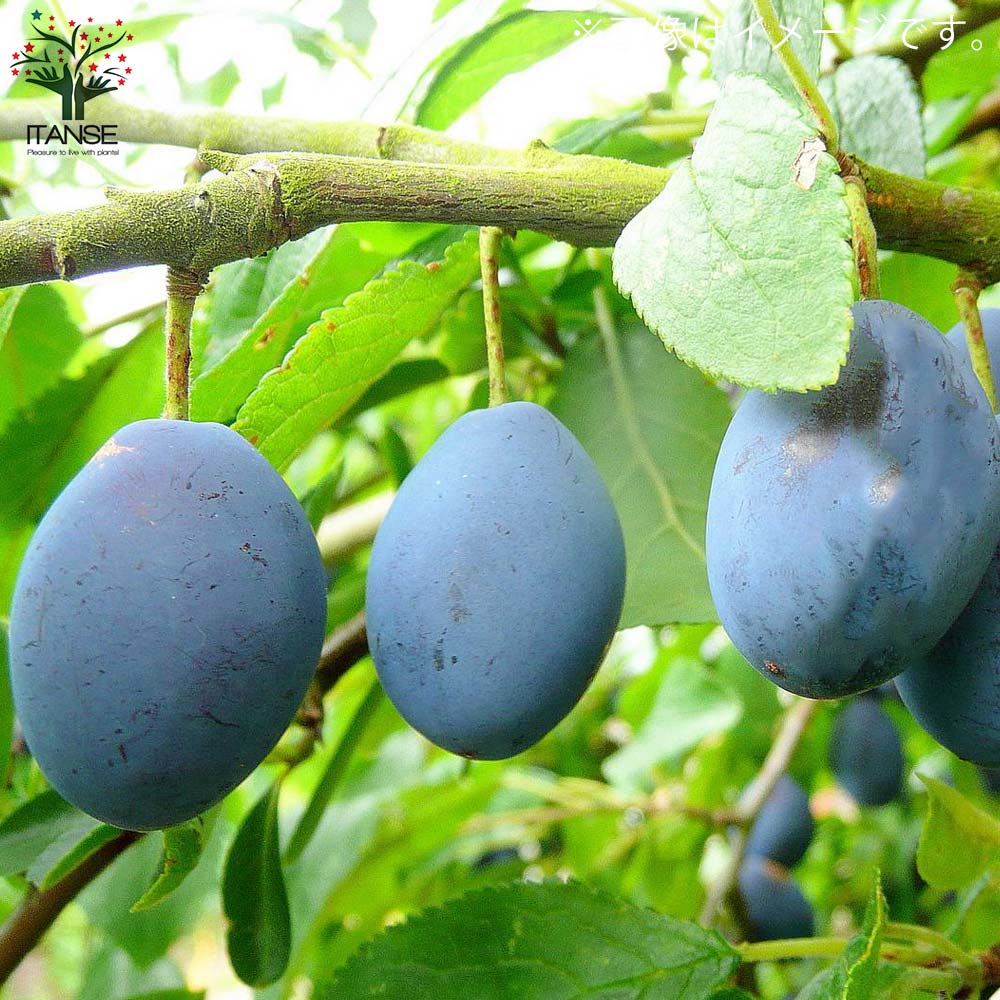 プルーンの苗 品種：シュガープルーン【果樹の苗木 4～5号ポット／1個