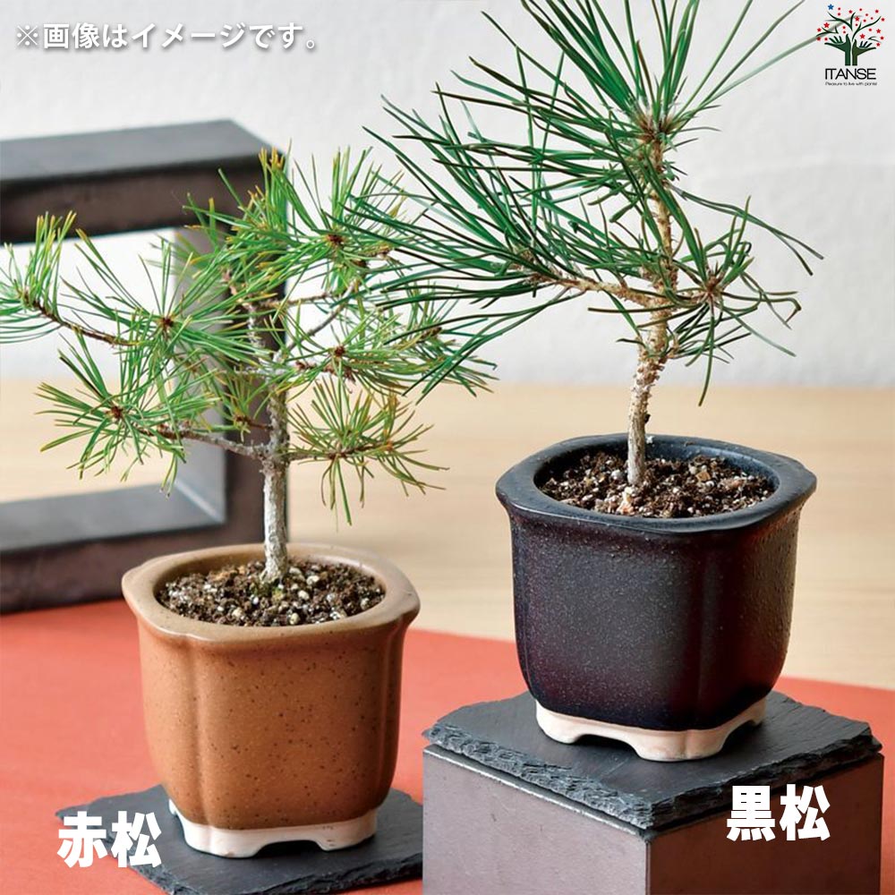栽培セット The BONSAI 赤松【盆栽／1個売り】｜ 【植物のITANSE