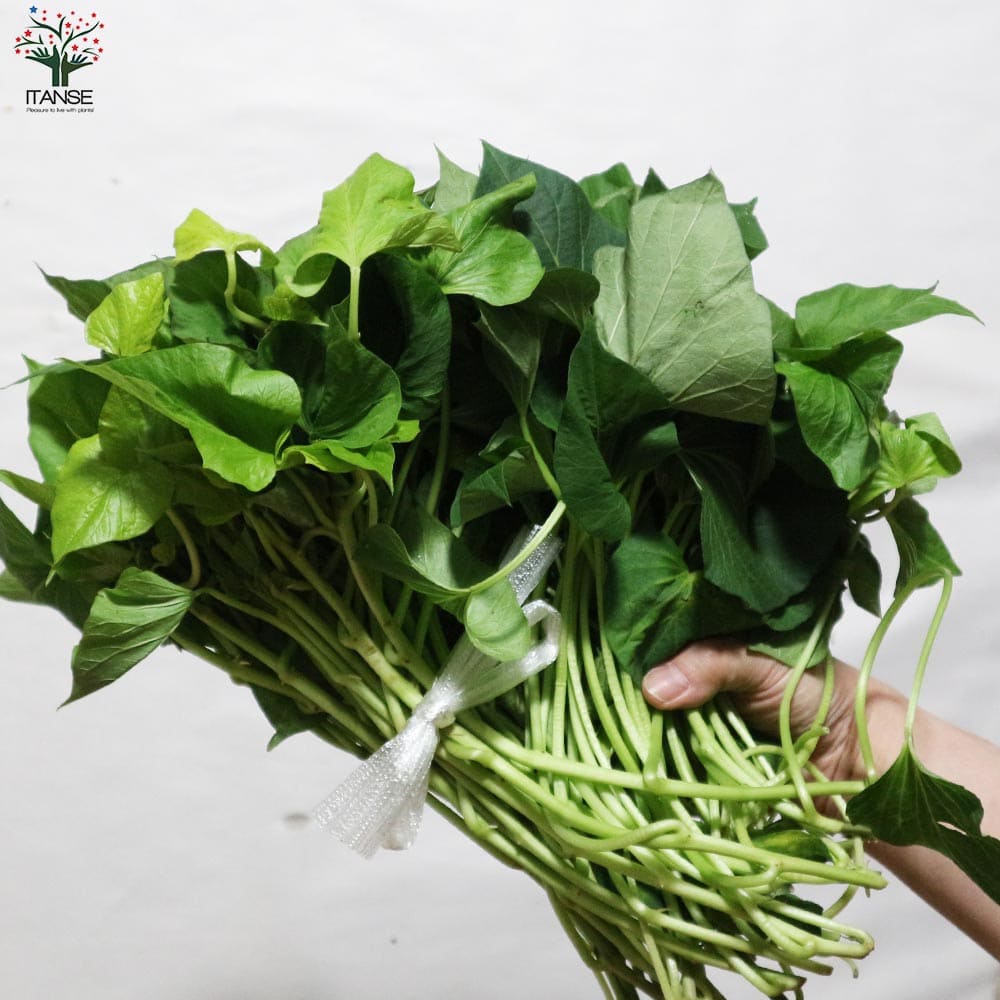 さつまいも切苗 品種：金時(キントキイモ)【野菜の苗／切苗(約25本/束