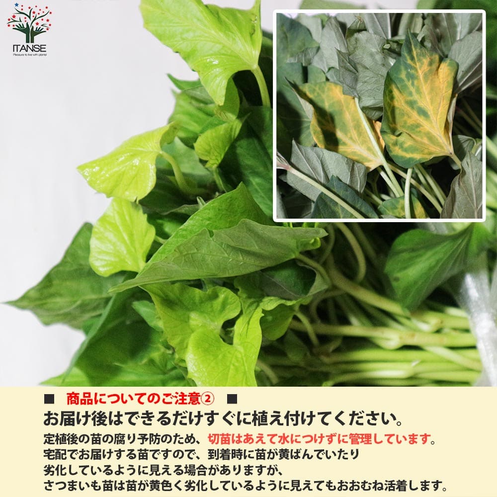 さつまいも切苗 品種：金時(キントキイモ)【野菜の苗／切苗(約25本/束