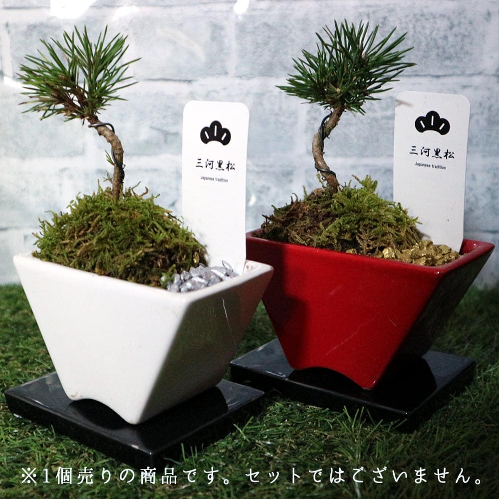 盆栽 三河黒松 すず【盆栽 3寸】｜ 【植物のITANSE】全品送料