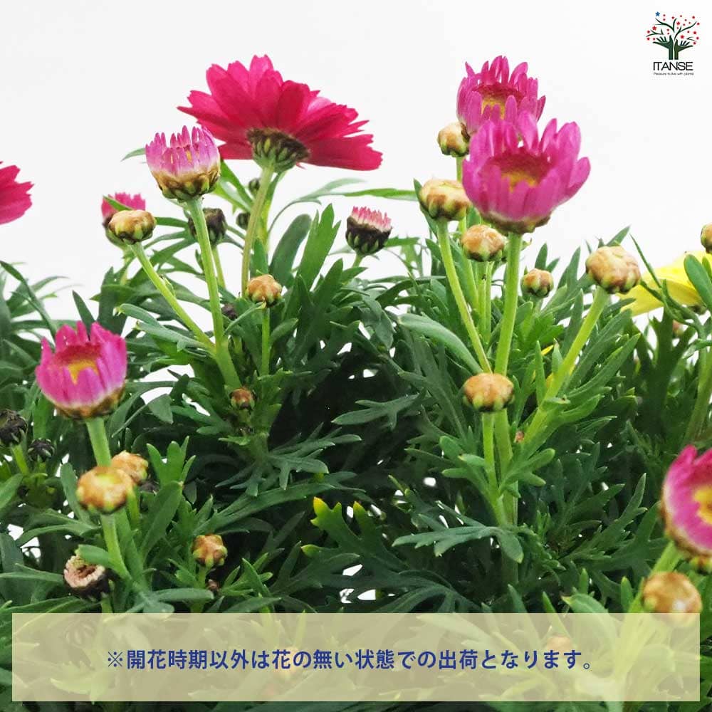 マーガレット 寄せ植え 【花苗 7号鉢】｜ 【植物のITANSE】全品