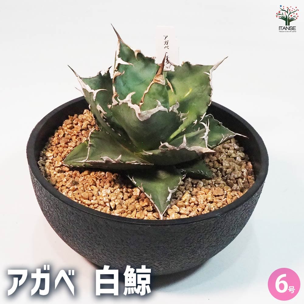 アガベ 白鯨 【多肉植物 6号鉢／1個売り】｜ 【植物のITANSE