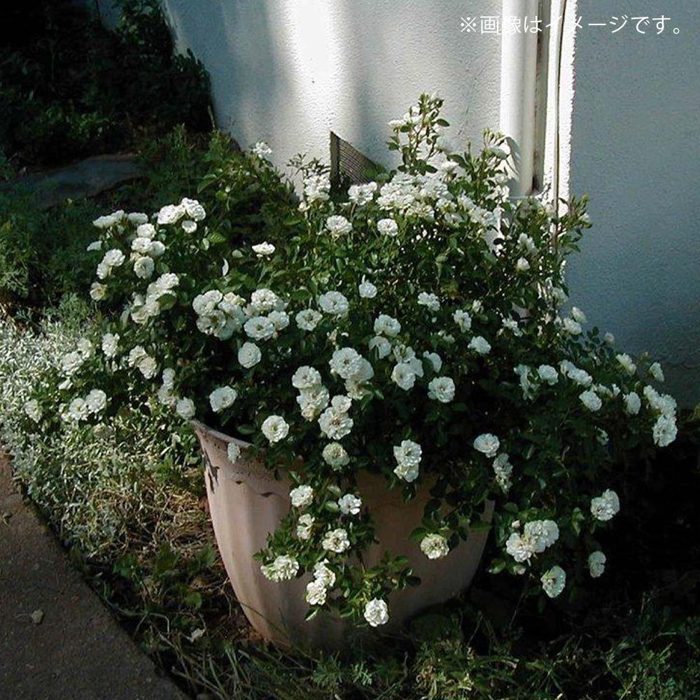 ミニ薔薇の苗 グリーンアイス【花苗 3.5号鉢／1個売り】｜ 【植物の