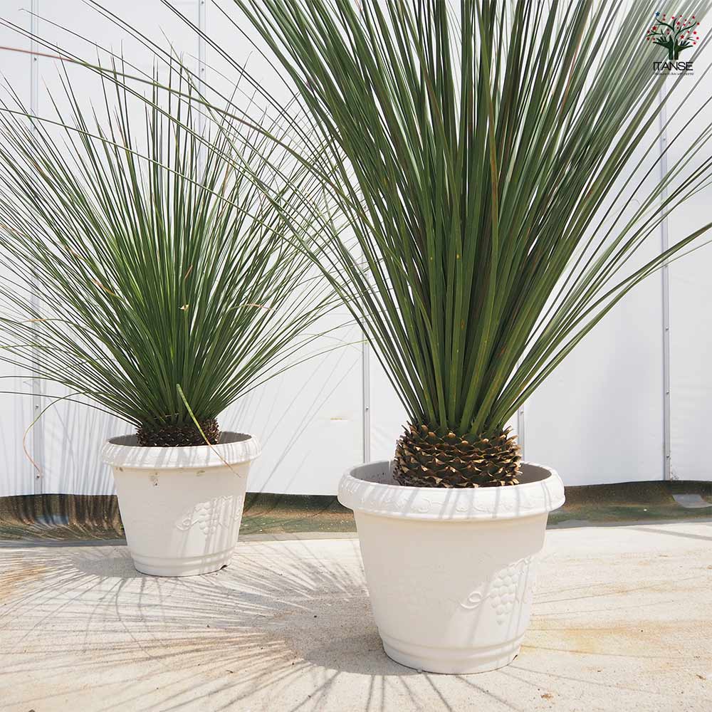 ダシリリオン ロンギッシマム 【多肉植物 13号／1個売り】｜ 【植物の