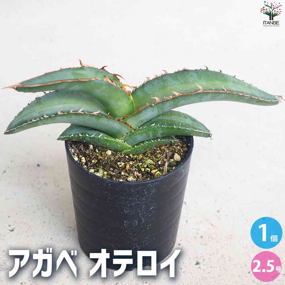 アガベ オテロイ 【多肉植物 2.5号鉢／1個売り】｜ 【植物の