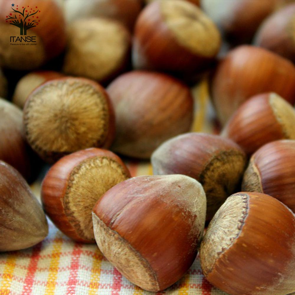 ヘーゼルナッツの苗木 ジェファーソン【果樹の苗木 13.5cmポット苗 2