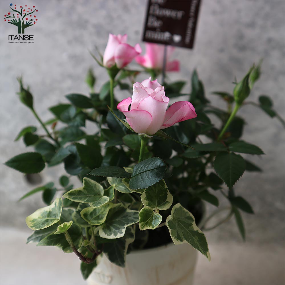ミニ薔薇 花色見計らいセット【花苗 4号ブリキ鉢投込売り】｜ 【植物の