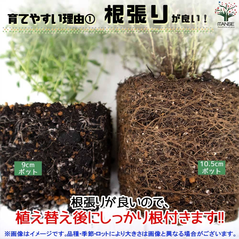 アロマティカス 10.5cm2個～【おうちで簡単！育てやすい10.5cmポット