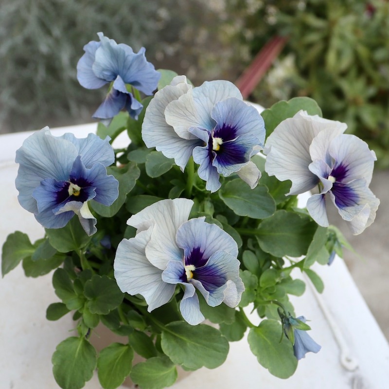 画像の現品!!石川園芸さんのビオラ「レディ」＜23-10＞