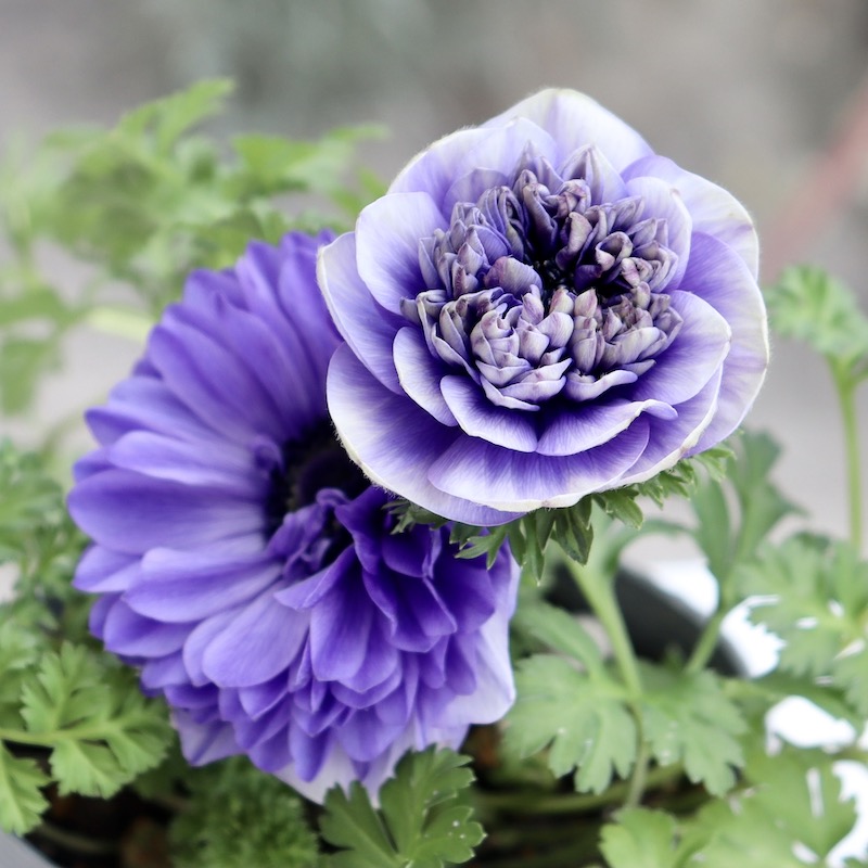画像で花色を選べる!! 2年生株のプレミアム八重咲きアネモネ「パンドラ