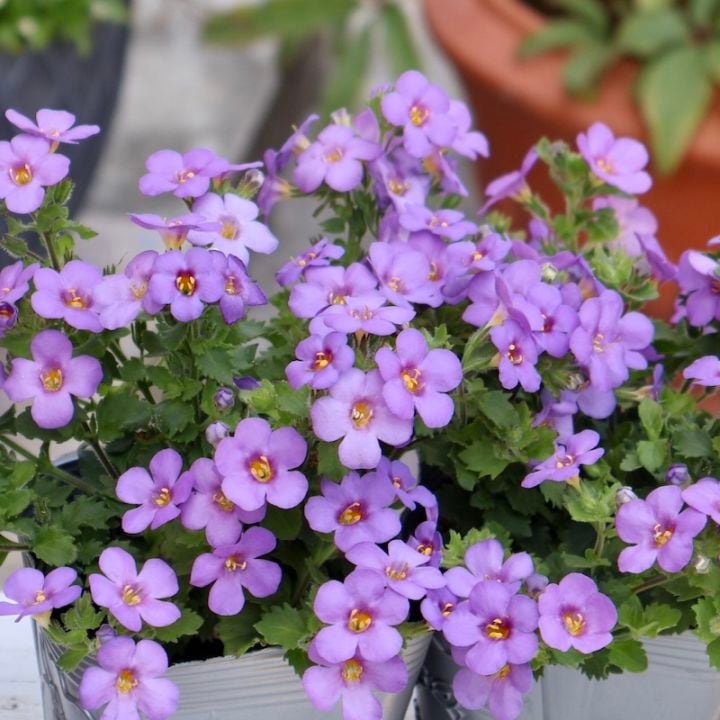 ボリューム満点の超良株☆大輪バコパ・カリプソジャンボ「ブルー」