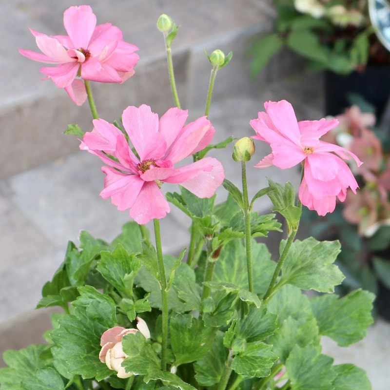 画像の現品!! 【5号鉢】綾園芸さんのラナンキュラス「セイレン」2024年5番