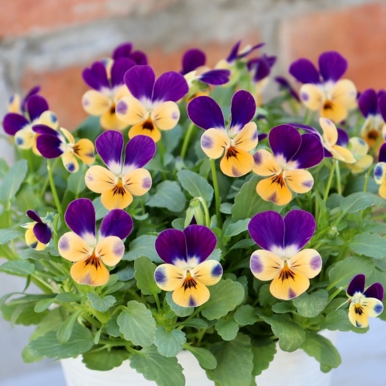 2024年NEW現品1点限り☆フラワーハーツさんの小輪ビオラ・ビオレッタ