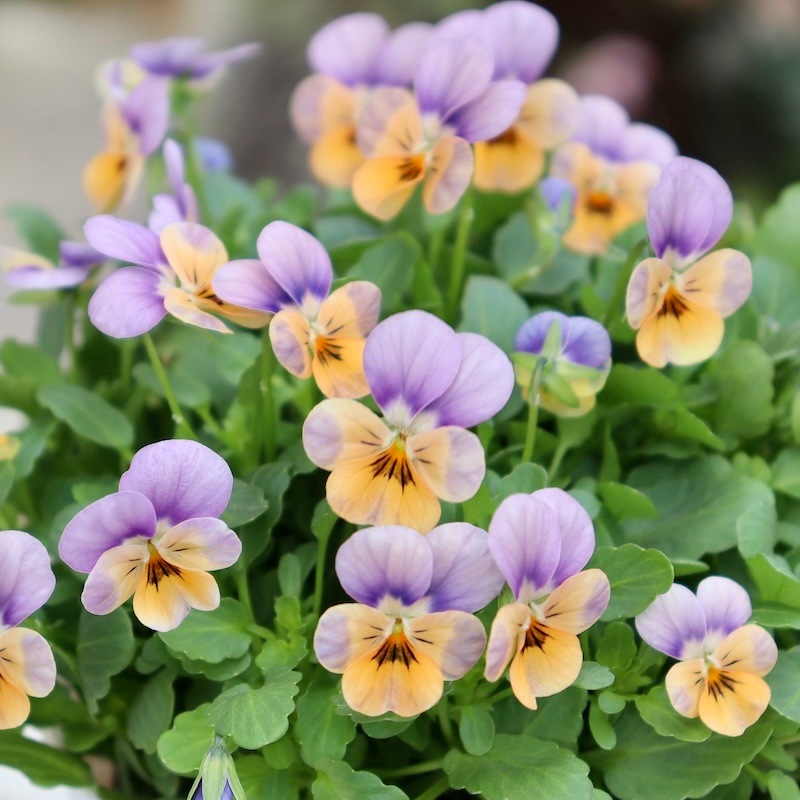 フラワーハーツさんの小輪ビオラ・ビオレッタ「モーブパンプキン」1番