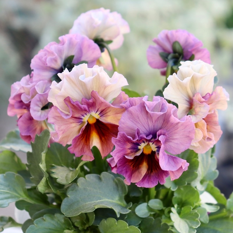 画像の現品1点限り!!桐生ふぁ~む×花日和さんのビオラ「アイクルール